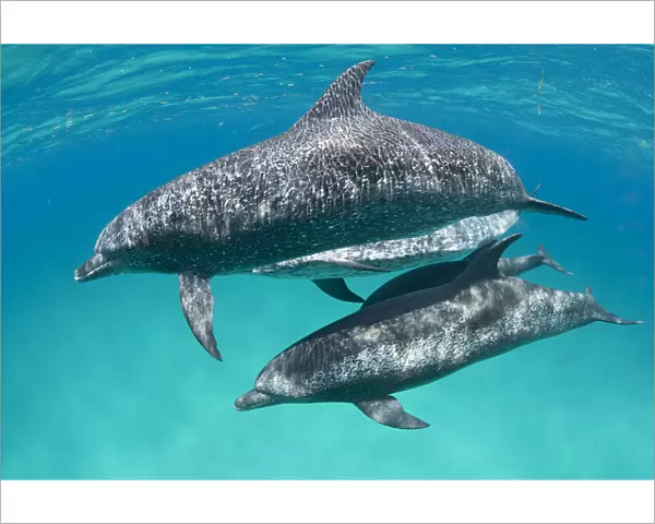A pod of Atlantic spotted dolphins (Stenella frontalis) swim together over a shallow sand bank