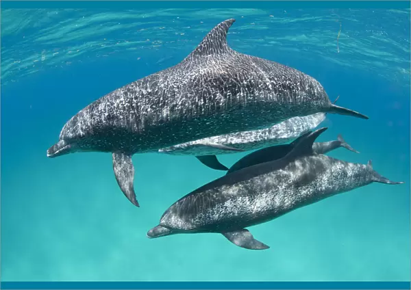 A pod of Atlantic spotted dolphins (Stenella frontalis) swim together over a shallow sand bank