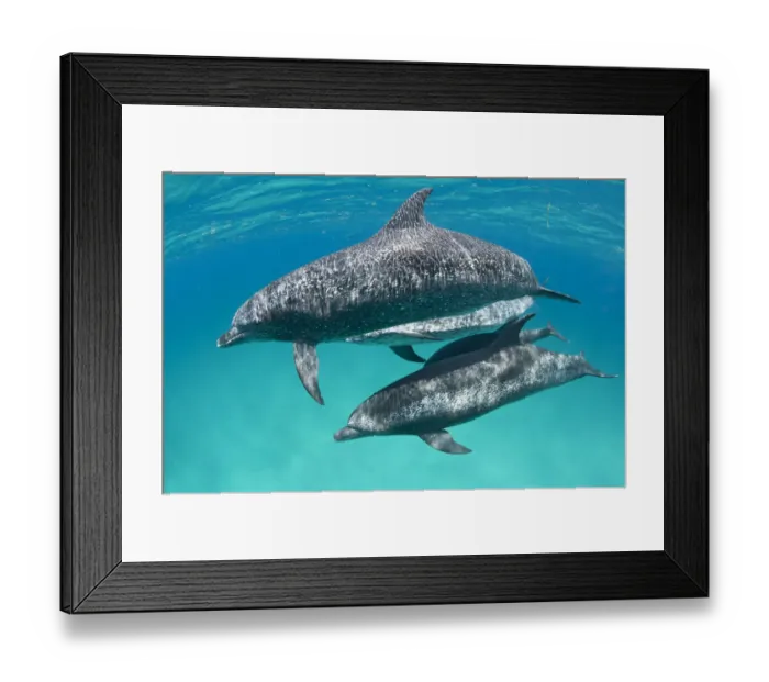 Framed Print : A pod of Atlantic spotted dolphins (Stenella frontalis) swim together over a shallow sand bank