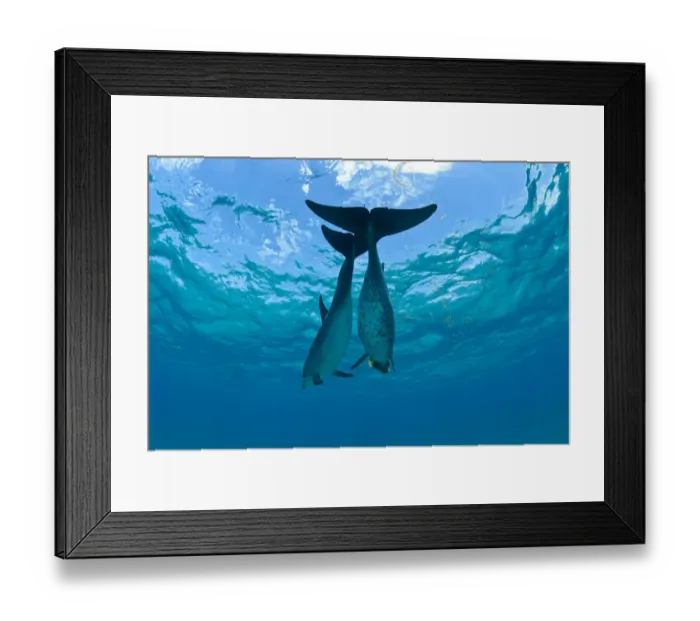 Framed Print : Two Atlantic spotted dolphins (Stenella frontalis) over a shallow sand bank Framed Print : Two Atlantic spotted dolphins (Stenella frontalis) over a shallow sand bank