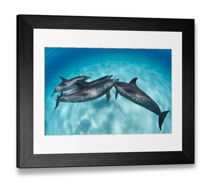 Framed Print : An Atlantic spotted dolphin (Stenella frontalis) rejoins its pod over a shallow sand bank