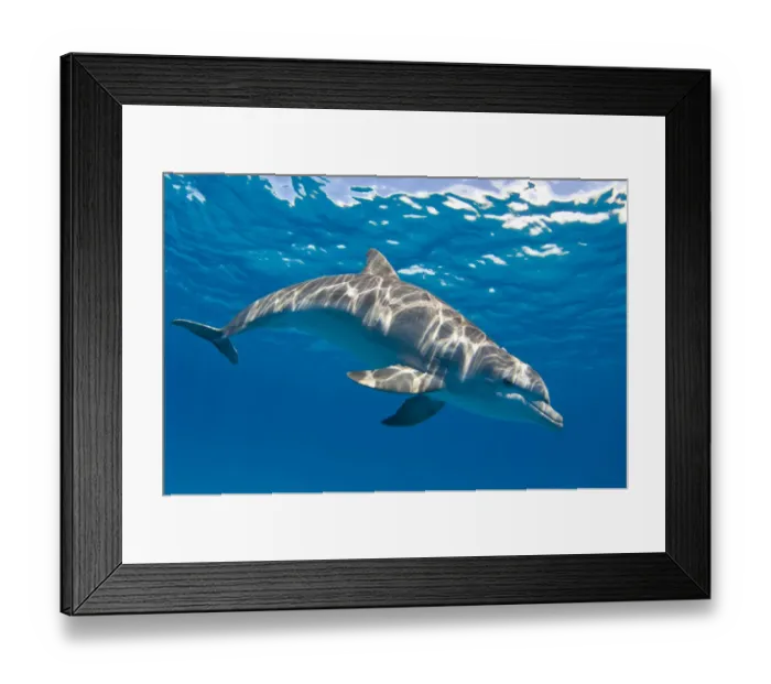 Framed Print : Bottlenose dolphin (Tursiops truncatus) swimming beneath a calm sea surface, Sandy Ridge Framed Print : Bottlenose dolphin (Tursiops truncatus) swimming beneath a calm sea surface, Sandy Ridge