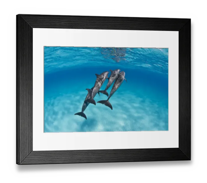 Framed Print : A pod of Atlantic spotted dolphins (Stenella frontalis) swim together over a shallow sand bank Framed Print : A pod of Atlantic spotted dolphins (Stenella frontalis) swim together over a shallow sand bank