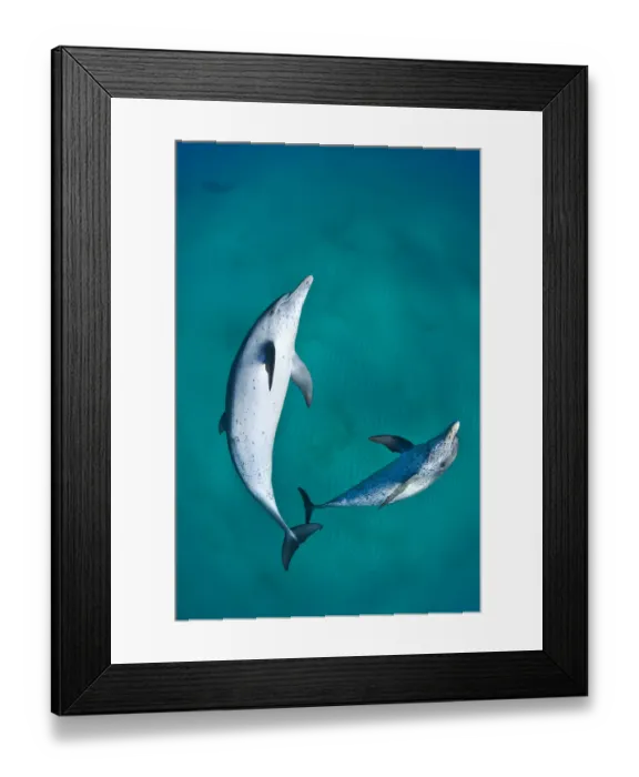 Framed Print : A pair of Atlantic spotted dolphins (Stenella frontalis) swim over a sand bank Framed Print : A pair of Atlantic spotted dolphins (Stenella frontalis) swim over a sand bank