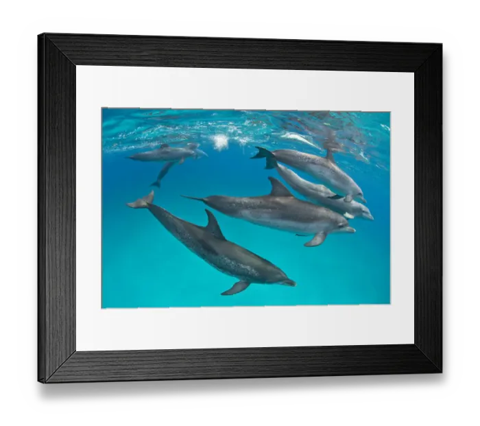 Framed Print : RF- Pod of Atlantic spotted dolphins (Stenella frontalis) over shallow sand bank Framed Print : RF- Pod of Atlantic spotted dolphins (Stenella frontalis) over shallow sand bank