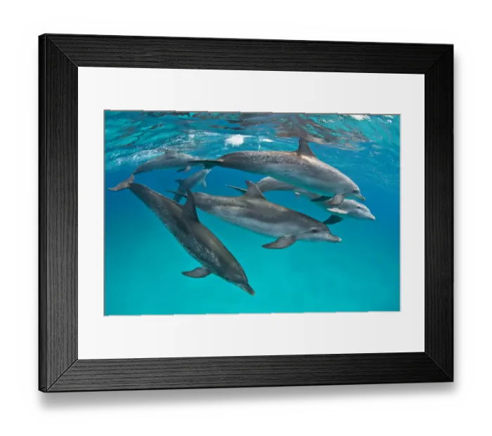 Framed Print : Pod of Atlantic spotted dolphins (Stenella frontalis) accompanied by a young male Framed Print : Pod of Atlantic spotted dolphins (Stenella frontalis) accompanied by a young male