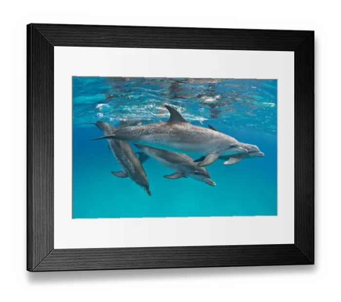 Framed Print : Pod of Atlantic spotted dolphins (Stenella frontalis) over a shallow sand bank accompanied Framed Print : Pod of Atlantic spotted dolphins (Stenella frontalis) over a shallow sand bank accompanied