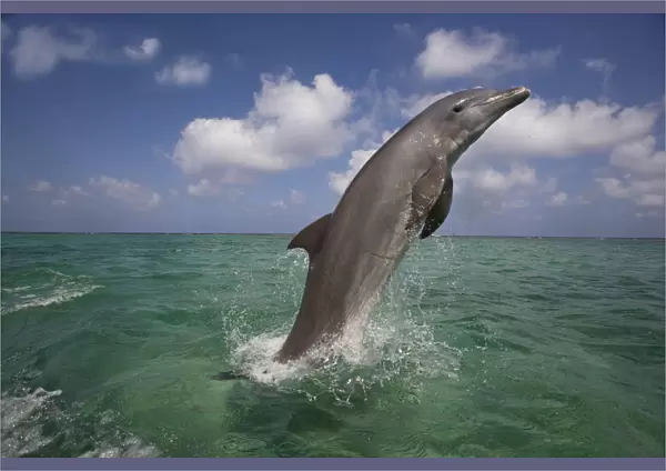 Bottle-nosed dolphin (Tursiops truncatus) breaching, Bay Islands, Honduras, Caribbean