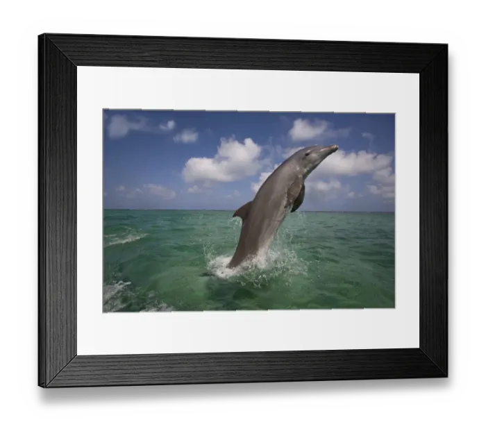 Framed Print : Bottle-nosed dolphin (Tursiops truncatus) breaching, Bay Islands, Honduras, Caribbean Framed Print : Bottle-nosed dolphin (Tursiops truncatus) breaching, Bay Islands, Honduras, Caribbean