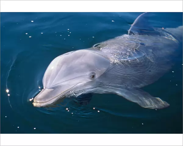 Young Bottlenose Dolphin (Tursiops truncatus) at sea surface. Captive. Canadian Arctic, summer