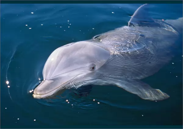 Young Bottlenose Dolphin (Tursiops truncatus) at sea surface. Captive. Canadian Arctic, summer
