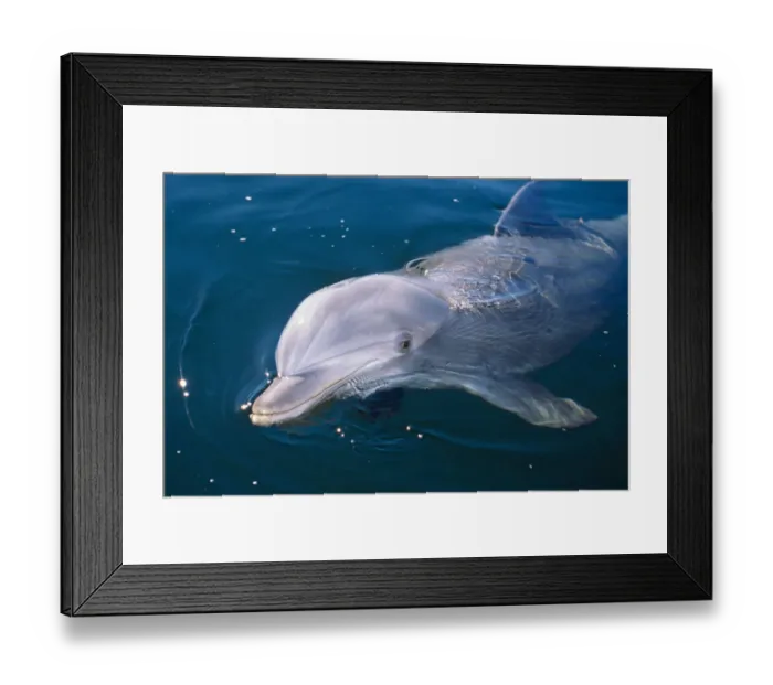 Framed Print : Young Bottlenose Dolphin (Tursiops truncatus) at sea surface. Captive. Canadian Arctic, summer Framed Print : Young Bottlenose Dolphin (Tursiops truncatus) at sea surface. Captive. Canadian Arctic, summer