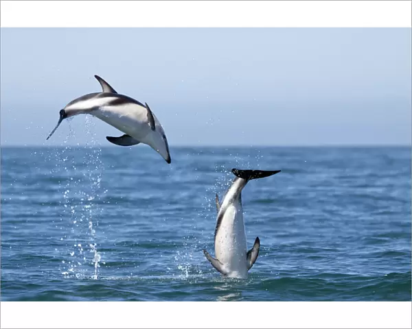Dusky dolphins (Lagenorhynchus obscurus) courting pair leaping from the sea, Kaikoura