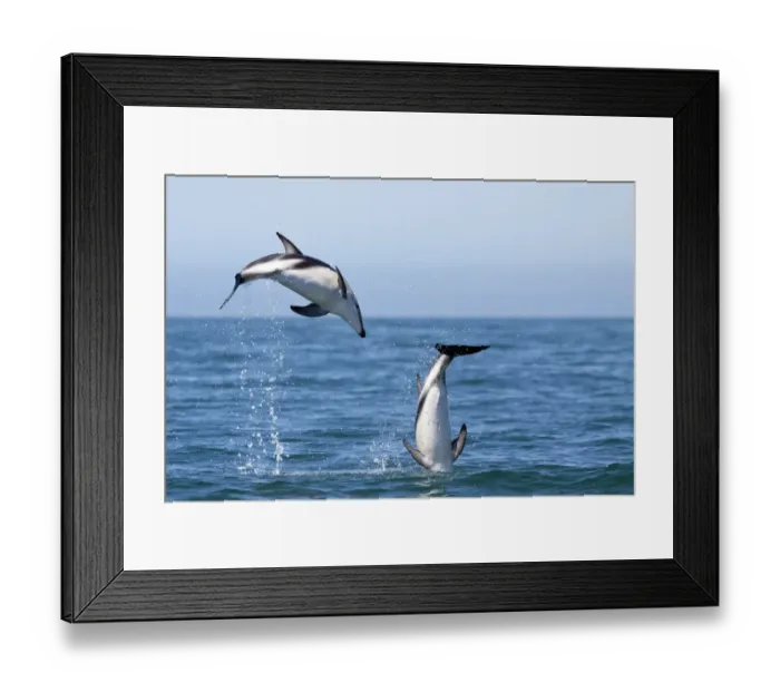 Framed Print : Dusky dolphins (Lagenorhynchus obscurus) courting pair leaping from the sea, Kaikoura