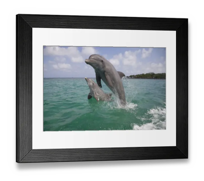 Framed Print : Two Bottle-nosed dolphins (Tursiops truncatus) breaching, Bay Islands, Honduras, Caribbean Framed Print : Two Bottle-nosed dolphins (Tursiops truncatus) breaching, Bay Islands, Honduras, Caribbean
