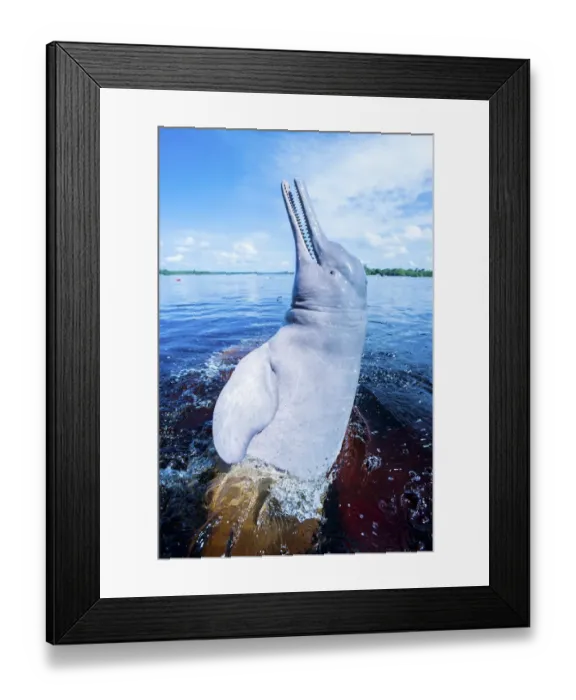 Framed Print : Amazon river dolphin (Inia geoffrensis) breaching, Rio Negro, Amazonia, Brazil Framed Print : Amazon river dolphin (Inia geoffrensis) breaching, Rio Negro, Amazonia, Brazil