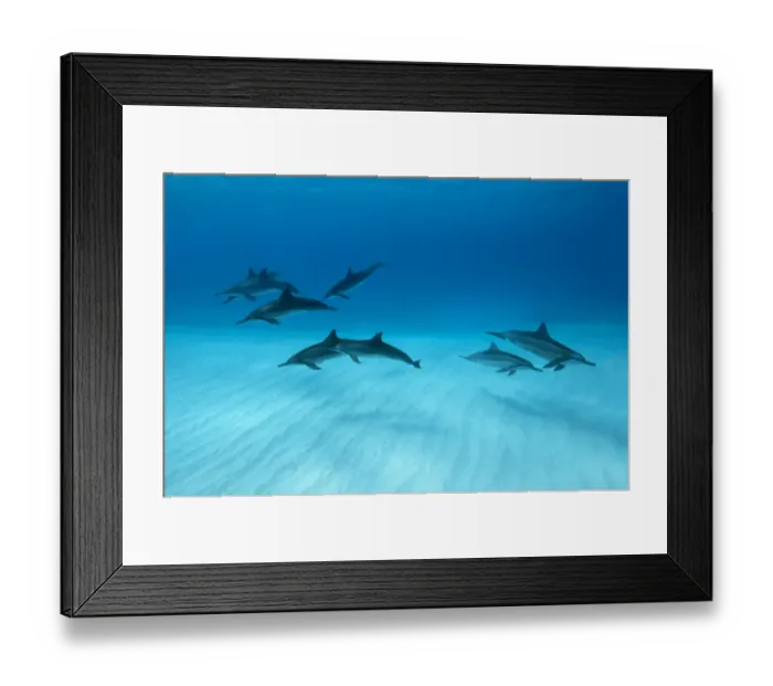 Framed Print : Spinner dolphins (Stenella longirostris) small pod in within Midway atoll, Midway, Pacific
