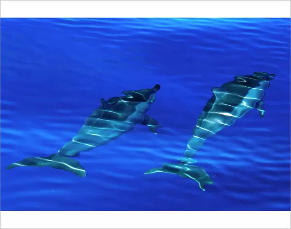 Spinner dolphins (Stenella longirostris) swimming just below surface, Aldabra Atoll