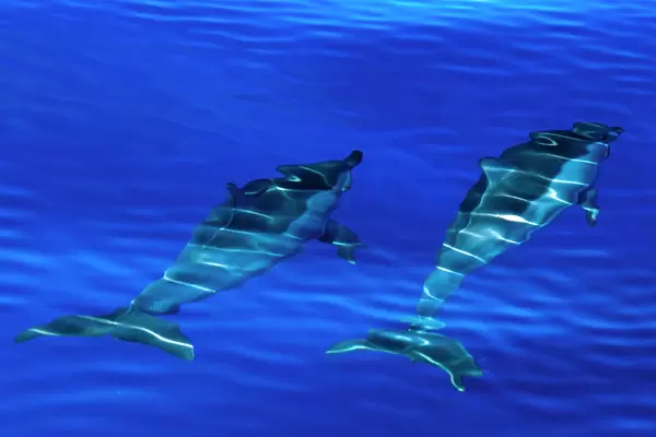 Spinner dolphins (Stenella longirostris) swimming just below surface, Aldabra Atoll