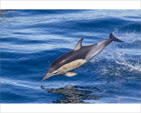 Short-beaked common dolphin (Delphinus delphis) breaking the surface and leaping from the water