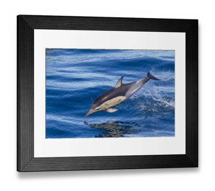 Framed Print : Short-beaked common dolphin (Delphinus delphis) breaking the surface and leaping from the water Framed Print : Short-beaked common dolphin (Delphinus delphis) breaking the surface and leaping from the water