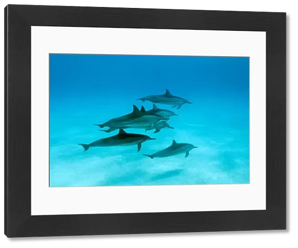 Spinner dolphins (Stenella logirostris) small pod in within Midway atoll, Midway, Pacific