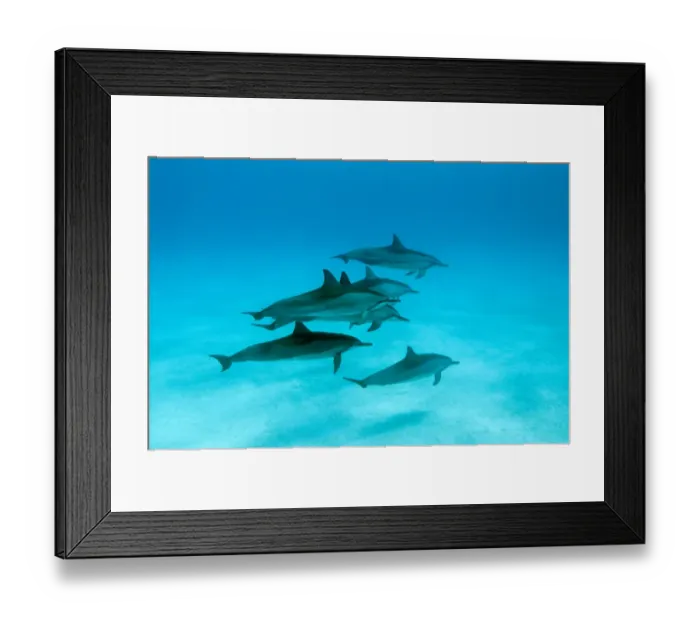 Framed Print : Spinner dolphins (Stenella logirostris) small pod in within Midway atoll, Midway, Pacific Framed Print : Spinner dolphins (Stenella logirostris) small pod in within Midway atoll, Midway, Pacific