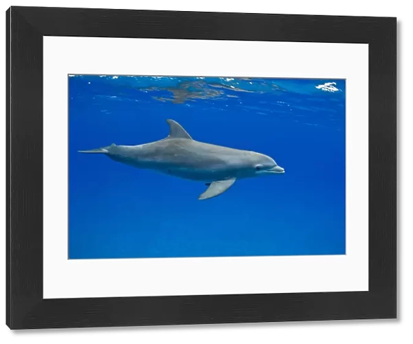 Bottlenose dolphin (Tursiops truncatus), Bahamas, Caribbean