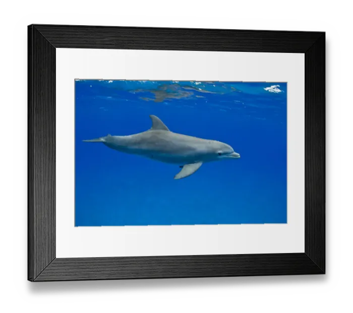 Framed Print : Bottlenose dolphin (Tursiops truncatus), Bahamas, Caribbean Framed Print : Bottlenose dolphin (Tursiops truncatus), Bahamas, Caribbean