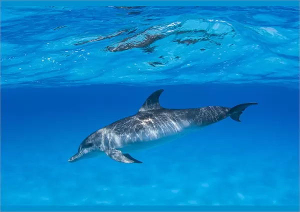 Bottlenose dolphin (Tursiops truncatus), Bahamas, Caribbean