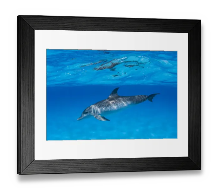 Framed Print : Bottlenose dolphin (Tursiops truncatus), Bahamas, Caribbean Framed Print : Bottlenose dolphin (Tursiops truncatus), Bahamas, Caribbean