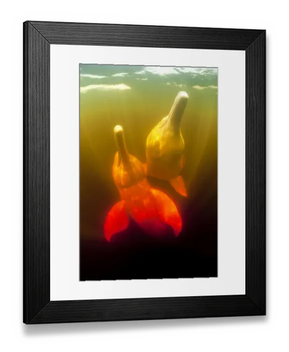 Framed Print : Couple of Pink River dolphin / Boto (Inia geoffrensis) Acajatuba Lake, Negro River Framed Print : Couple of Pink River dolphin / Boto (Inia geoffrensis) Acajatuba Lake, Negro River