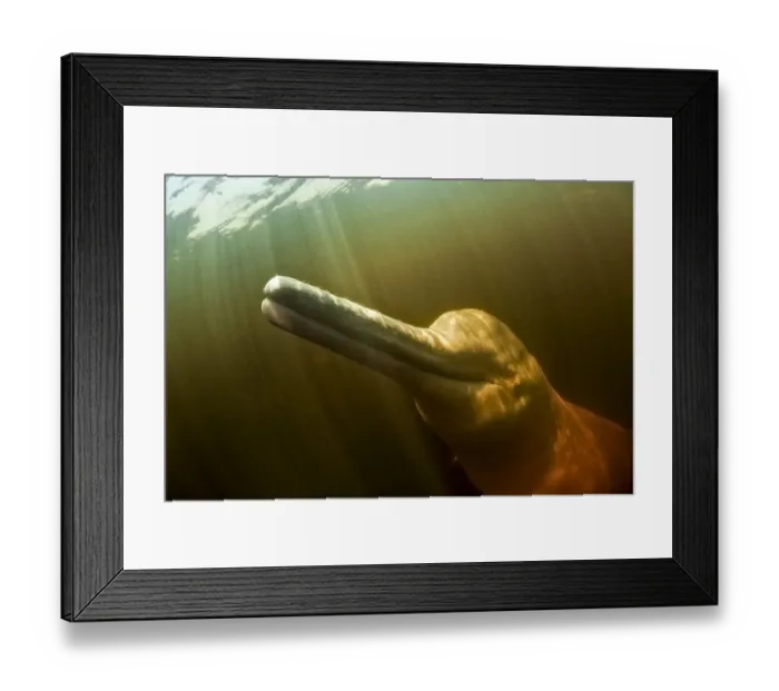 Framed Print : Pink River dolphin / Boto (Inia geoffrensis) Acajatuba Lake, Negro River, Amazonas Framed Print : Pink River dolphin / Boto (Inia geoffrensis) Acajatuba Lake, Negro River, Amazonas