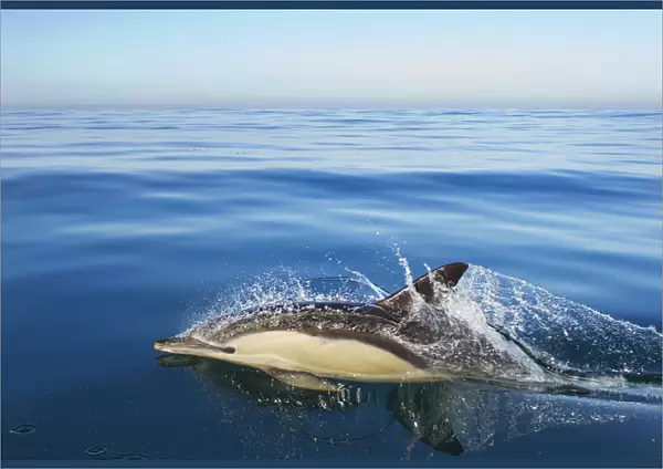 Common dolphin (Delphinus delphis) surfacing, Atlantic ocean, Portugal, September