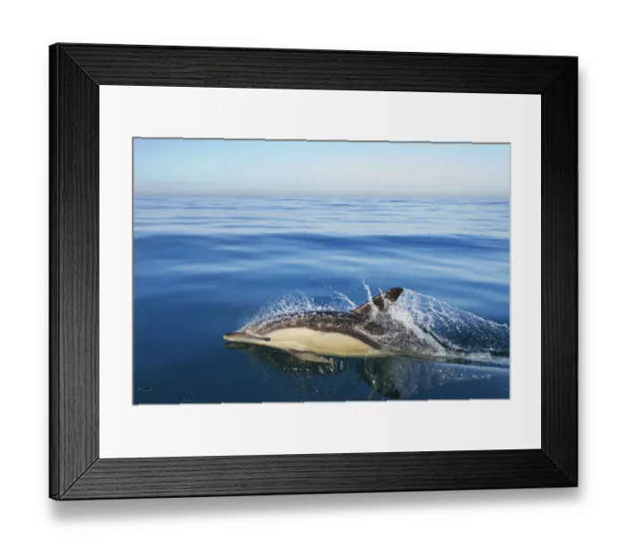 Framed Print : Common dolphin (Delphinus delphis) surfacing, Atlantic ocean, Portugal, September Framed Print : Common dolphin (Delphinus delphis) surfacing, Atlantic ocean, Portugal, September