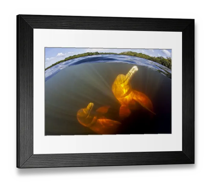 Framed Print : Couple of Pink River dolphin / Boto (Inia geoffrensis) Acajatuba Lake, Negro River Framed Print : Couple of Pink River dolphin / Boto (Inia geoffrensis) Acajatuba Lake, Negro River