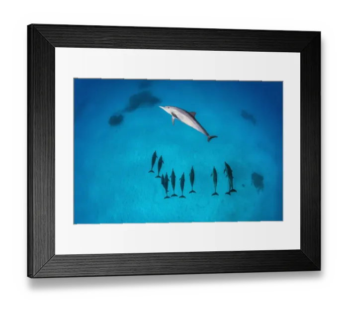 Framed Print : Pod of Spinner dolphins (Stenella longirostris) swimming over shallow sandy lagoon Framed Print : Pod of Spinner dolphins (Stenella longirostris) swimming over shallow sandy lagoon