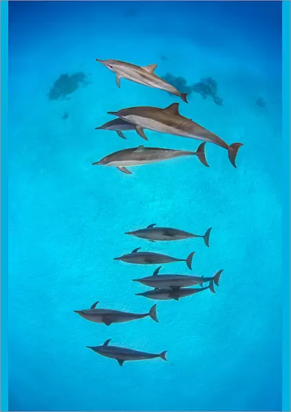 Pod of Spinner dolphins (Stenella longirostris) swimming over shallow sandy lagoon