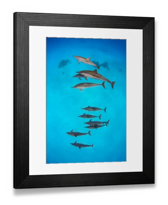 Framed Print : Pod of Spinner dolphins (Stenella longirostris) swimming over shallow sandy lagoon Framed Print : Pod of Spinner dolphins (Stenella longirostris) swimming over shallow sandy lagoon