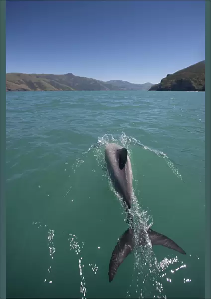 Hectors dolphin (Cephalorhynchus hectori) Akaroa Harbour, South Island, New Zealand, November