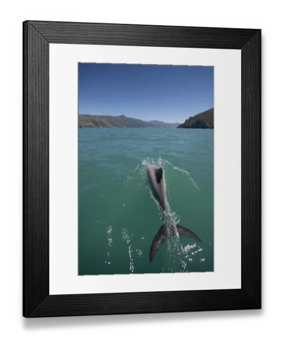 Framed Print : Hectors dolphin (Cephalorhynchus hectori) Akaroa Harbour, South Island, New Zealand, November Framed Print : Hectors dolphin (Cephalorhynchus hectori) Akaroa Harbour, South Island, New Zealand, November