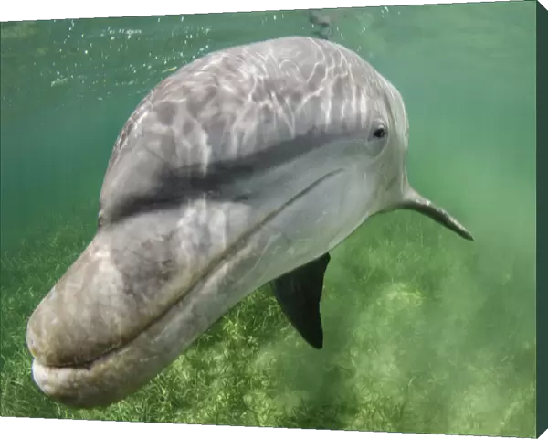 Lone male Bottlenose dolphin (Tursiops truncatus) in shallow water over seagrass