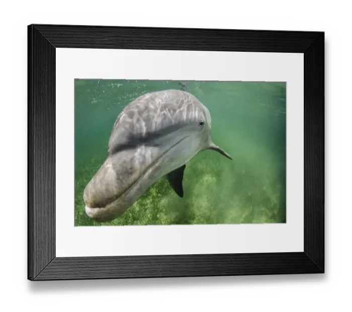 Framed Print : Lone male Bottlenose dolphin (Tursiops truncatus) in shallow water over seagrass