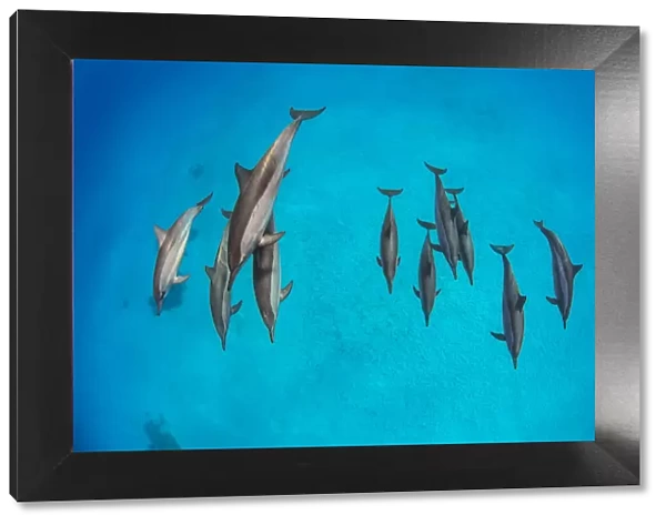 Pod of Spinner dolphins (Stenella longirostris) swimming over shallow sandy lagoon