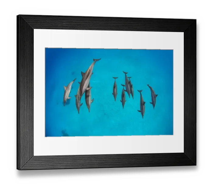 Framed Print : Pod of Spinner dolphins (Stenella longirostris) swimming over shallow sandy lagoon Framed Print : Pod of Spinner dolphins (Stenella longirostris) swimming over shallow sandy lagoon