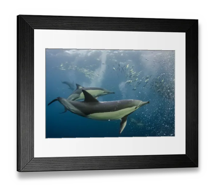 Framed Print : Long-beaked common dolphins (Delphinus capensis) feeding in Sardines, (Sardinops Framed Print : Long-beaked common dolphins (Delphinus capensis) feeding in Sardines, (Sardinops