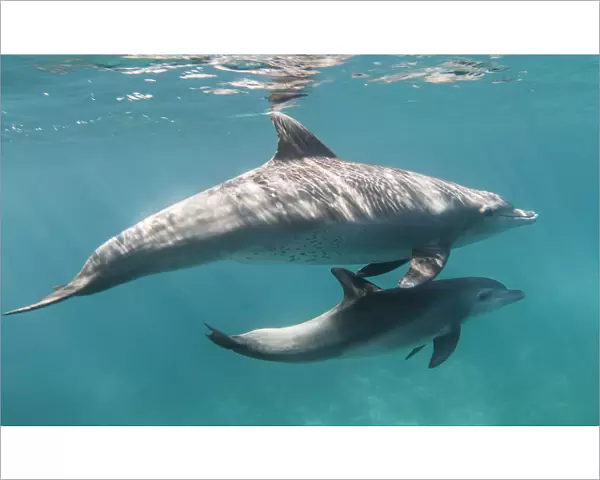 Bottlenose dolphin (Tursiops truncatus) and her calf in waters off of Gubal Island