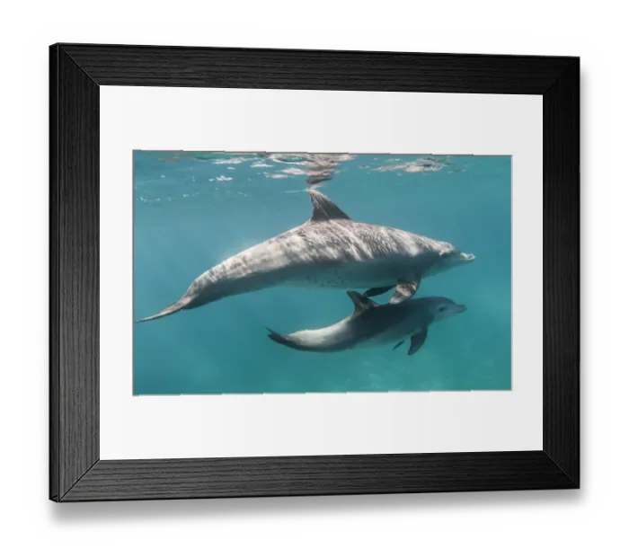 Framed Print : Bottlenose dolphin (Tursiops truncatus) and her calf in waters off of Gubal Island Framed Print : Bottlenose dolphin (Tursiops truncatus) and her calf in waters off of Gubal Island
