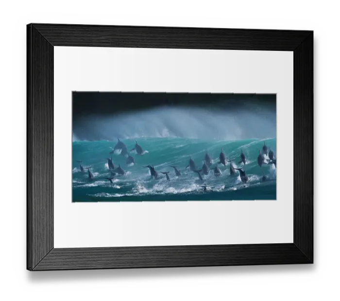 Framed Print : Large pod of Bottlenose dolphins (Tursiops truncatus) porpoising over waves during annual sardine run, Port St Johns, South Africa. Runner up in the Animals in their Environment Category of the Wildlife Photographer of the Year Awards (WPOY) Framed Print : Large pod of Bottlenose dolphins (Tursiops truncatus) porpoising over waves during annual sardine run, Port St Johns, South Africa. Runner up in the Animals in their Environment Category of the Wildlife Photographer of the Year Awards (WPOY)