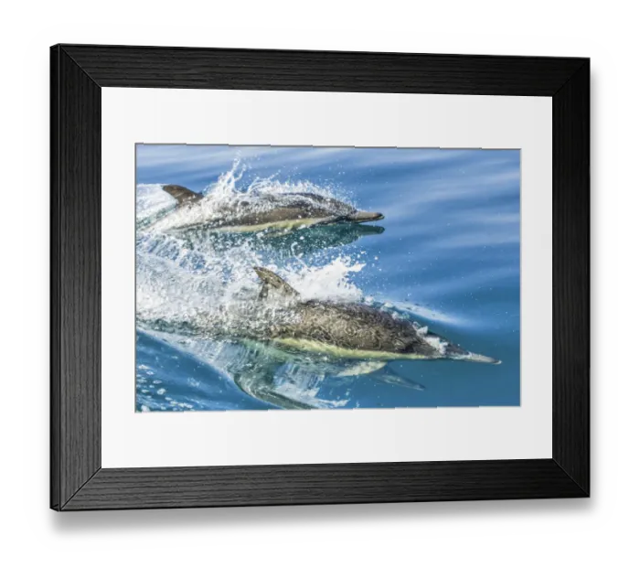 Framed Print : Common dolphin (Delphinus delphis) reflection as its swimming on the surface of the ocean